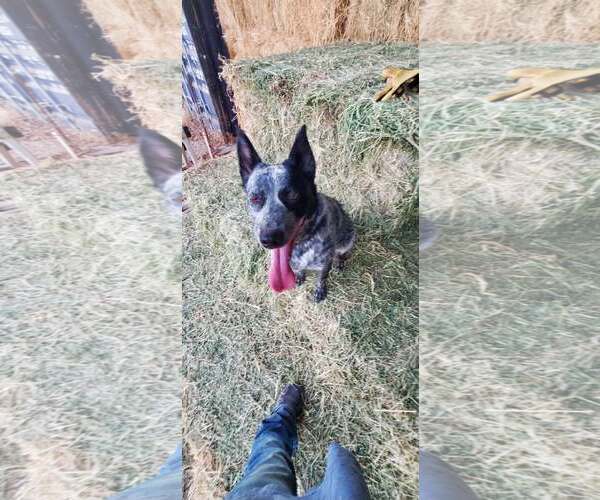 Medium Photo #2 Mutt Puppy For Sale in Paso Robles, CA, USA