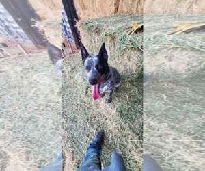 Gwen - Female Mutt Dog for Adoption - Photo #2