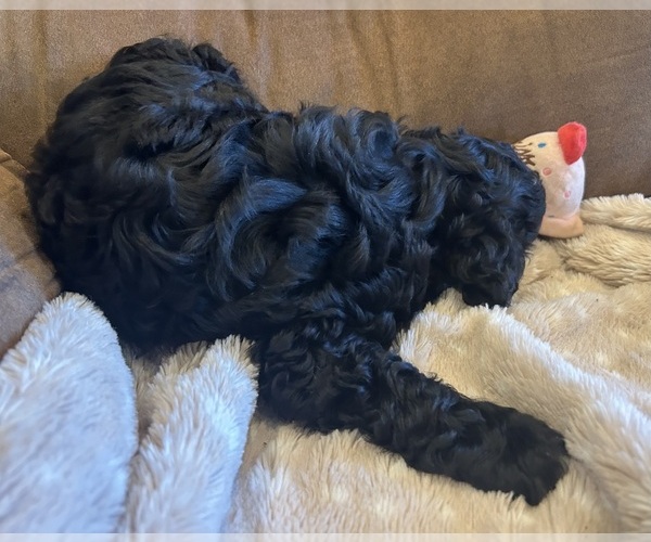 Medium Photo #3 Cockapoo Puppy For Sale in BLUE MOUNTAIN, MS, USA