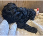 Small #2 Cockapoo