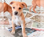 Small #2 Retriever  Mix