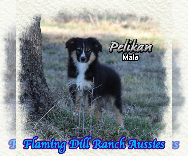 Medium Photo #1 Miniature Australian Shepherd Puppy For Sale in FORESTBURG, TX, USA