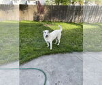 Small Photo #1  Puppy For Sale in , 