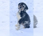 Small Photo #1 Aussiedoodle Puppy For Sale in BELLVUE, CO, USA
