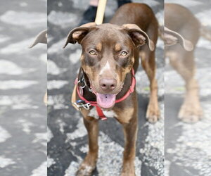Labrador Retriever-Unknown Mix Dogs for adoption in Wakefield, RI, USA