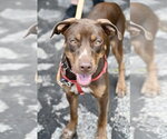 Small Labrador Retriever Mix