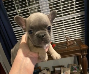 French Bulldog Puppy for sale in CLAREMORE, OK, USA