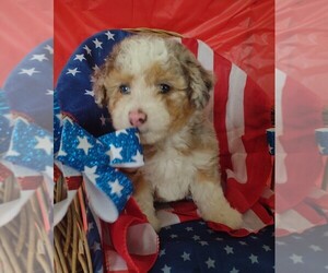 Aussiedoodle Miniature  Puppy for sale in PARKER, PA, USA