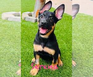 German Shepherd Dog-Unknown Mix Dogs for adoption in Mission Viejo, CA, USA