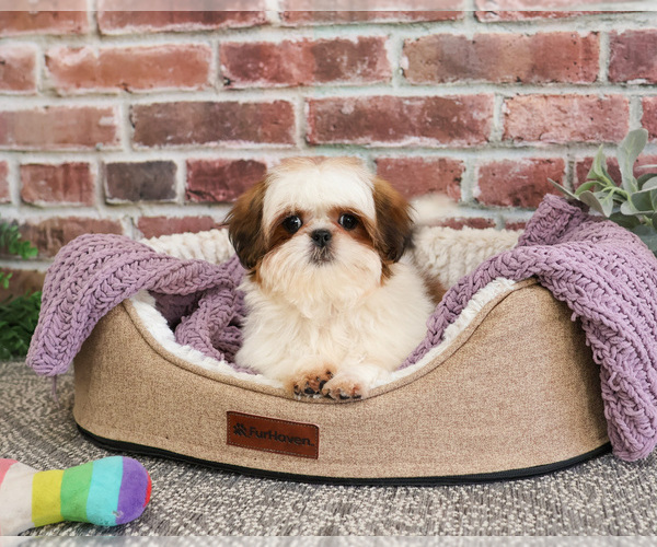 Medium Photo #4 Shih Tzu Puppy For Sale in SYRACUSE, IN, USA