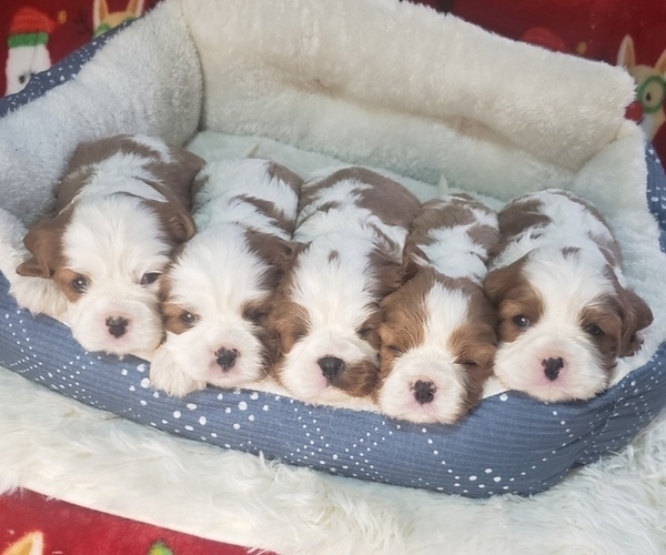Medium Photo #1 Cavalier King Charles Spaniel Puppy For Sale in AKELEY, MN, USA