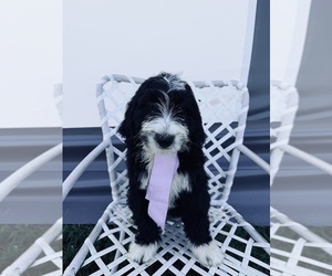 Bernedoodle Puppy for sale in SPENCER, IN, USA