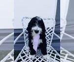 Small Bernedoodle
