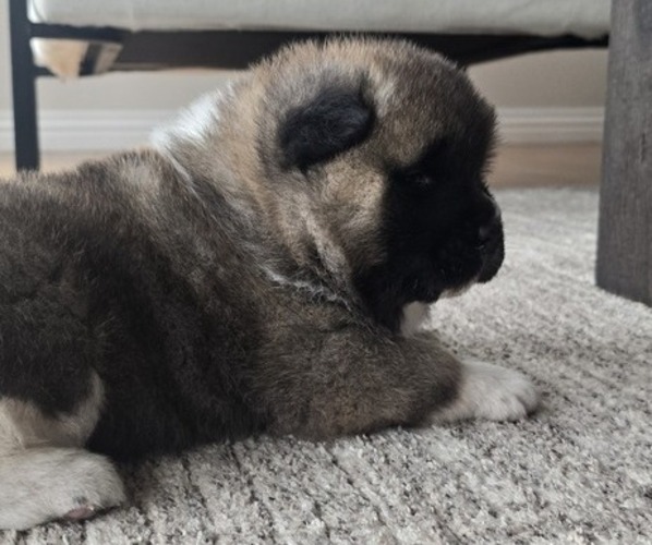 Medium Photo #22 Akita Puppy For Sale in STRAFFORD, MO, USA