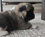 Small Photo #22 Akita Puppy For Sale in STRAFFORD, MO, USA
