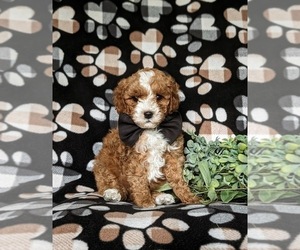 Poodle (Toy) Puppy for sale in HOLTWOOD, PA, USA