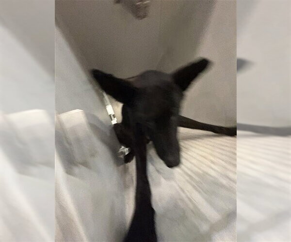 Medium Photo #1 Mutt Puppy For Sale in Houston, TX, USA