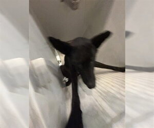 Mutt Dogs for adoption in Houston, TX, USA