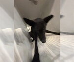 A663578 - Male Mutt Dog for Adoption - Small photo
