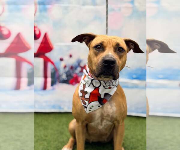 Medium Photo #3 Mutt Puppy For Sale in Pompano Beach , FL, USA