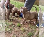 Small Photo #23 American Bully Puppy For Sale in SNELLVILLE, GA, USA
