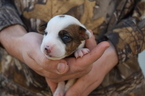 Small Photo #1 Jack Russell Terrier Puppy For Sale in REDDING, CA, USA
