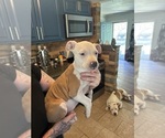Puppy Arrakis American Pit Bull Terrier