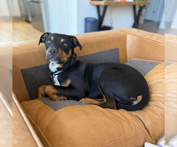 Medium Photo #3 Bulldog-Labrador Retriever Mix Puppy For Sale in Tarrytown, GA, USA