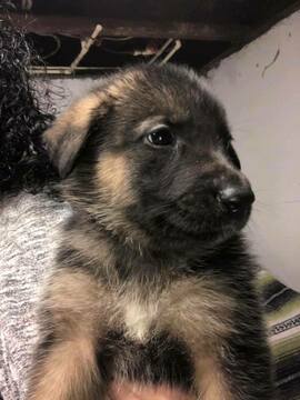 Medium Photo #6 German Shepherd Dog Puppy For Sale in ROANOKE, VA, USA