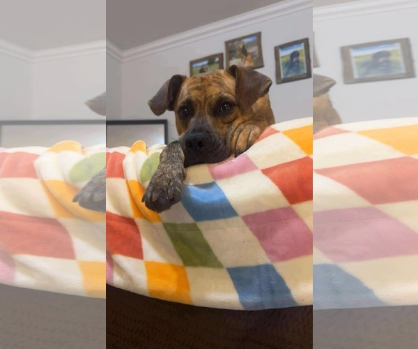 Medium Photo #2 Mountain Cur-Unknown Mix Puppy For Sale in Westwood, NJ, USA