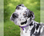 Small Great Dane Mix