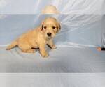 Small #1 Golden Retriever