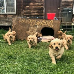 Golden Retriever Puppy for sale in JUNCTION CITY, OR, USA