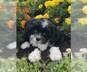 Cavanese Puppy for sale in CANOGA, NY, USA