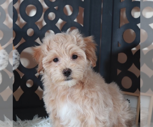 Medium Photo #1 Maltipoo (Miniature) Puppy For Sale in MOUNT VERNON, OH, USA