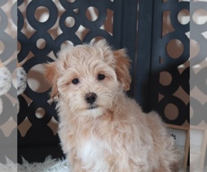 Maltipoo (Miniature) Puppy for Sale in MOUNT VERNON, Ohio USA