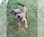 Small #16 Mutt