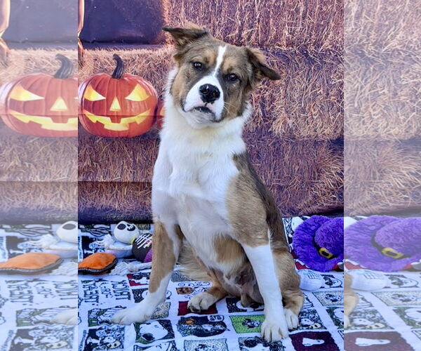 Medium Photo #3 Australian Mountain Dog Puppy For Sale in Lake Elsinore, CA, USA