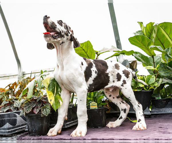 Medium Photo #71 Great Dane Puppy For Sale in WAKARUSA, IN, USA