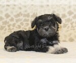 Small #1 Schnauzer (Miniature)
