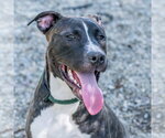 Small #1 Labrador Retriever Mix
