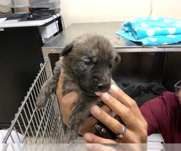 Medium Photo #1 German Shepherd Dog-Unknown Mix Puppy For Sale in Riverside, CA, USA