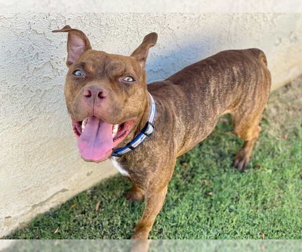 Medium Photo #4 American Pit Bull Terrier-Unknown Mix Puppy For Sale in Redlands, CA, USA
