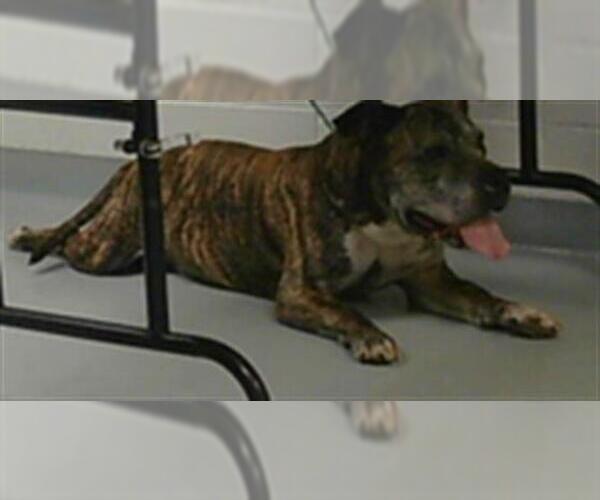 Medium Photo #1 American Pit Bull Terrier Puppy For Sale in St. Cloud, FL, USA