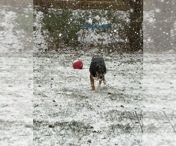 Medium Photo #15 Siberian Husky-Unknown Mix Puppy For Sale in Holly Springs, NC, USA
