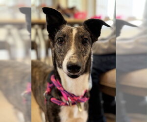 Whippet Dogs for adoption in Cherry Hill, NJ, USA