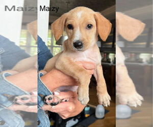 Labrador Retriever-Unknown Mix Dogs for adoption in Aurora, IN, USA