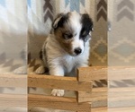 Small #5 Shetland Sheepdog