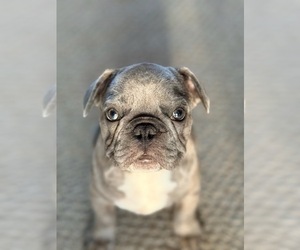 French Bulldog Puppy for sale in SACRAMENTO, CA, USA