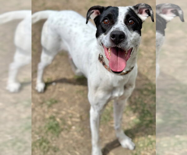 Medium Photo #5 Mutt Puppy For Sale in Great Bend, KS, USA